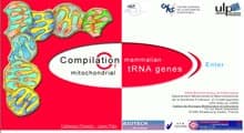 Mamit TRNA