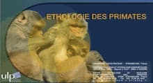 Primato